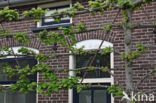Lime (Tilia)