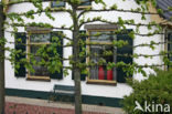 Lime (Tilia)