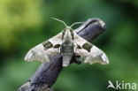 Lime Hawk-moth (Mimas tiliae)