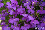 Lobelia spec.