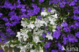 Lobelia spec.