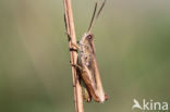 Locomotiefje (Chorthippus apricarius) 