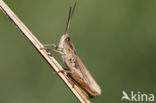 Upland Field Grasshopper (Chorthippus apricarius)