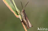 Locomotiefje (Chorthippus apricarius) 