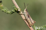 Locomotiefje (Chorthippus apricarius) 