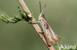 Upland Field Grasshopper (Chorthippus apricarius)