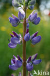 Lupine (Lupinus spec.)