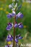 lupine (Lupinus spec.)