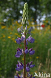 lupine (Lupinus spec.)