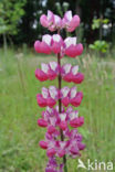 Lupine (Lupinus spec.)