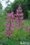 Lupine (Lupinus spec.)