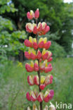 lupine (Lupinus spec.)