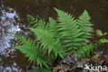 Male-fern (Dryopteris filix-mas)