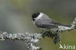 Matkop (Parus montanus) 