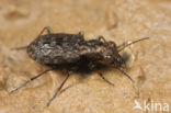 Elaphrus cupreus