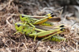 Moerassprinkhaan (Stethophyma grossum) 