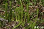 Moeraswolfsklauw (Lycopodium inundatum)