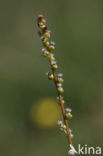 Marsh Arrowgrass (Triglochin palustris)