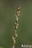 Marsh Arrowgrass (Triglochin palustris)