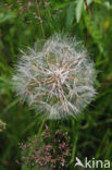 Goatsbeard (Tragopogon pratensis)