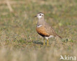 Eurasian Dotterel (Eudromias morinellus)