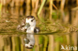 Egyptian Goose (Alopochen aegyptiaca)