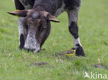 Noordse Kwikstaart (Motacilla thunbergi)