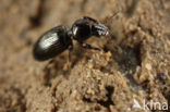 Oevergravertje (Dyschirius aeneus)