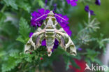 Oleander Hawk-Moth (Daphnis nerii)