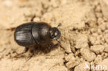 Onthophagus joannae