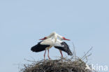 White Stork (Ciconia ciconia)