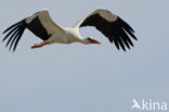 White Stork (Ciconia ciconia)