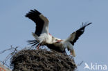 White Stork (Ciconia ciconia)