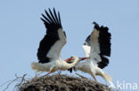 White Stork (Ciconia ciconia)