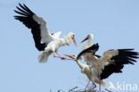 White Stork (Ciconia ciconia)