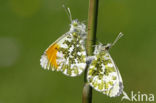 Orange-tip (Anthocharis cardamines)