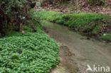 Opposite-leaved Golden Saxifrage (Chrysosplenium oppositifolium)