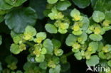 Opposite-leaved Golden Saxifrage (Chrysosplenium oppositifolium)