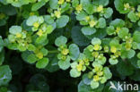 Opposite-leaved Golden Saxifrage (Chrysosplenium oppositifolium)