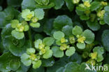 Paarbladig goudveil (Chrysosplenium oppositifolium)