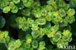 Opposite-leaved Golden Saxifrage (Chrysosplenium oppositifolium)