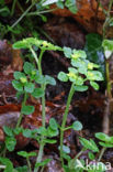 Opposite-leaved Golden Saxifrage (Chrysosplenium oppositifolium)