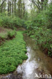 Paarbladig goudveil (Chrysosplenium oppositifolium)