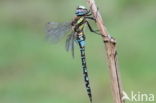 Paardenbijter (Aeshna mixta)