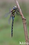 Paardenbijter (Aeshna mixta)