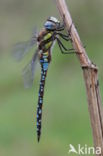 Paardenbijter (Aeshna mixta)