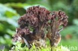 Ramaria fennica