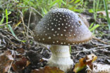 Panther mushroom (Amanita pantherina)