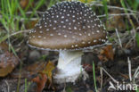 Panther mushroom (Amanita pantherina)