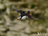 Atlantic Puffin (Fratercula arctica)